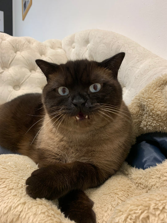 Cat Therapy... describes our cat cafe.