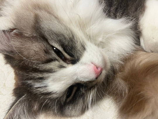 Cat Therapy... describes our cat cafe.