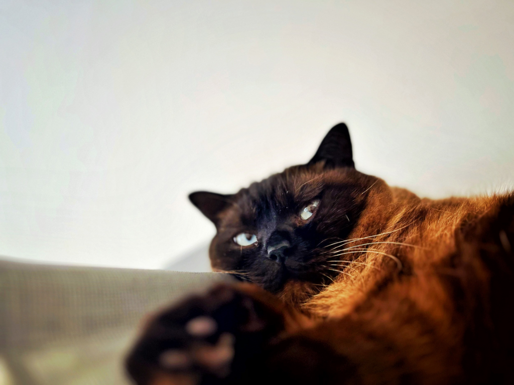 Brown cat lying on a surface with a blurred background