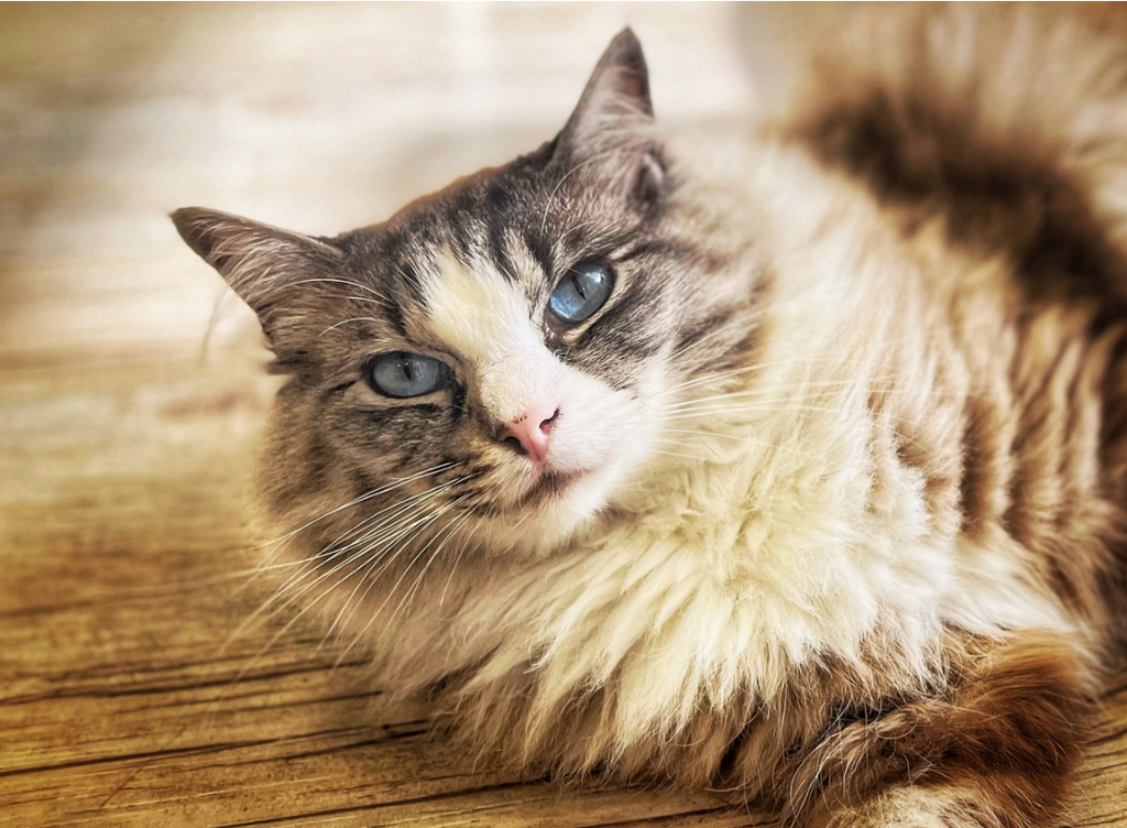 Long-haired cat with blue eyes lying on a wooden surface