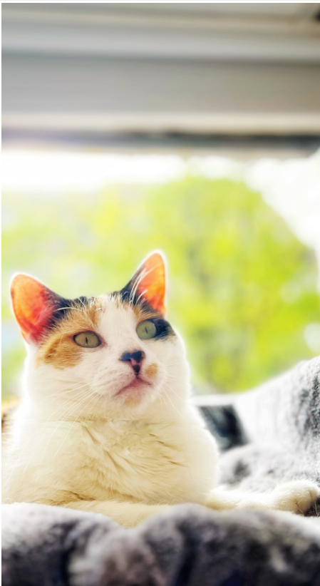 Calico cat sitting on a windowsill with a blurred green outdoor background