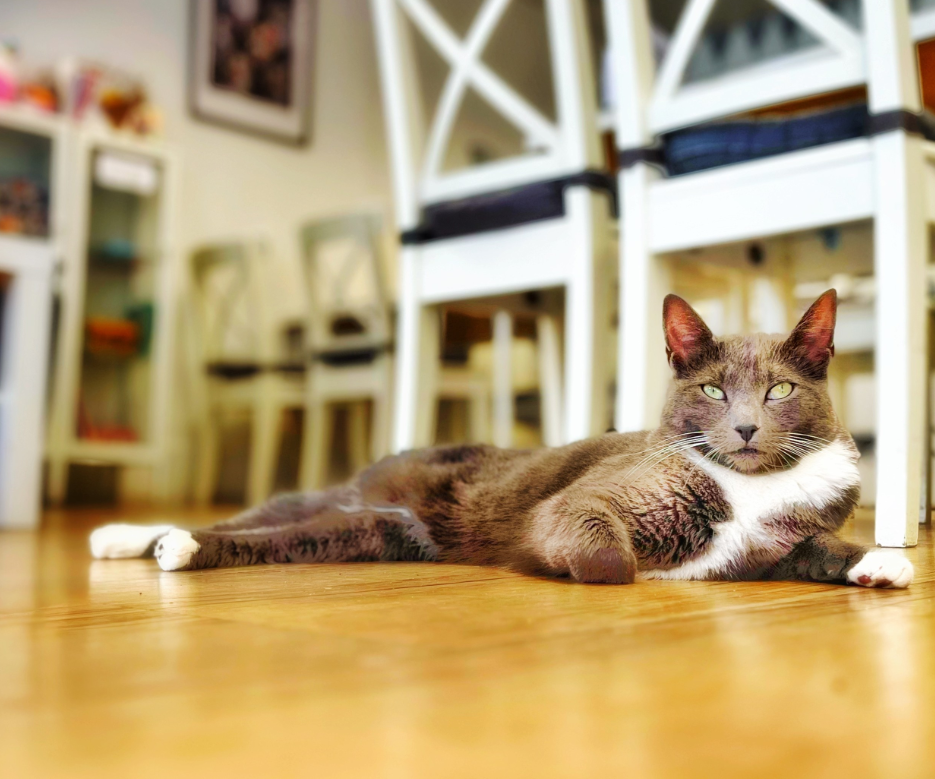 Cat lying on a wooden floor in a room with furniture