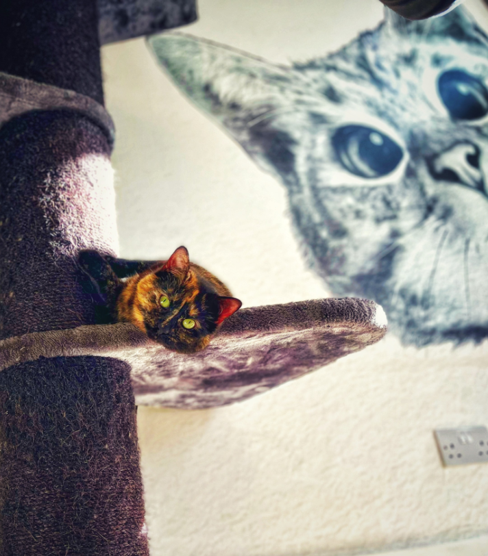 Two cats, one is wallpaper and with one looking directly at the camera.