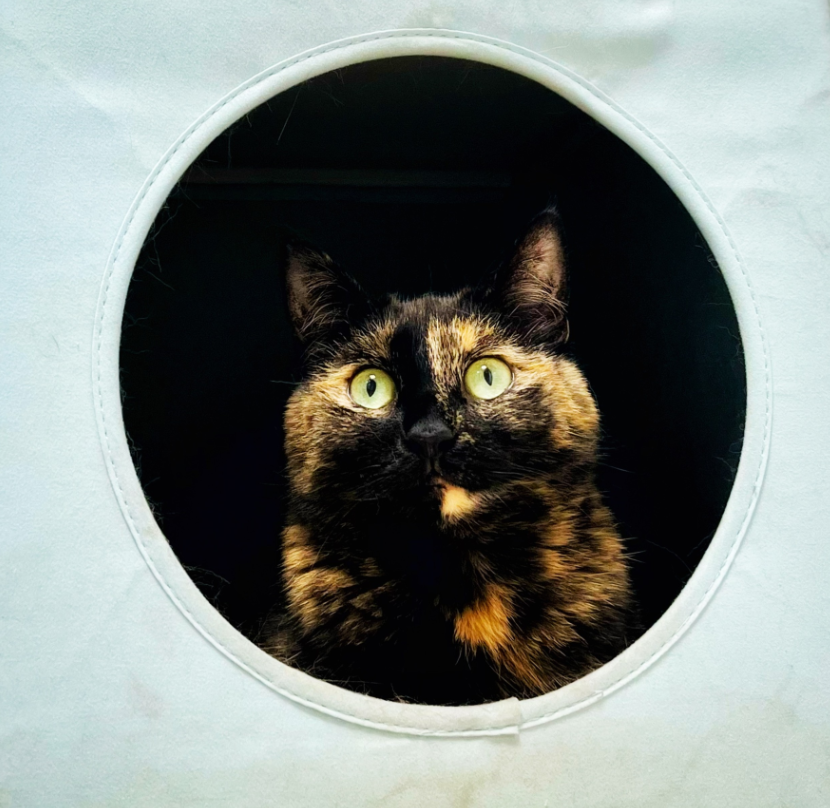 Cat peeking out from a circular opening in a white fabric