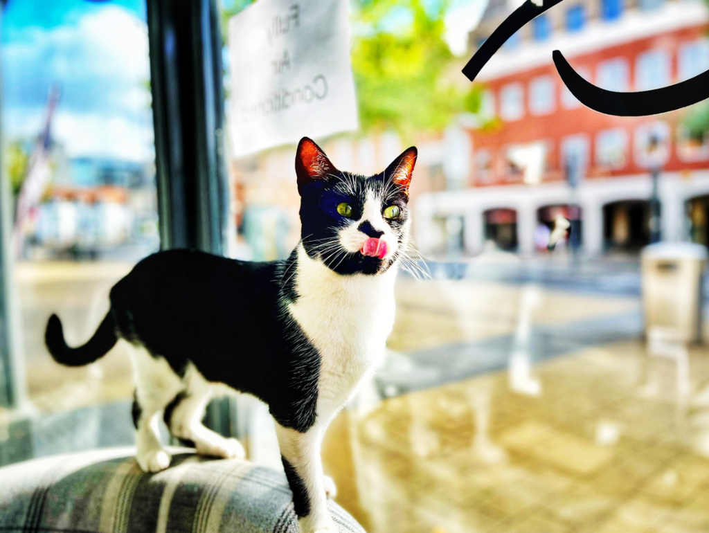 Black and White Moggie Cat standing on a Chair with her tounge out near a window.