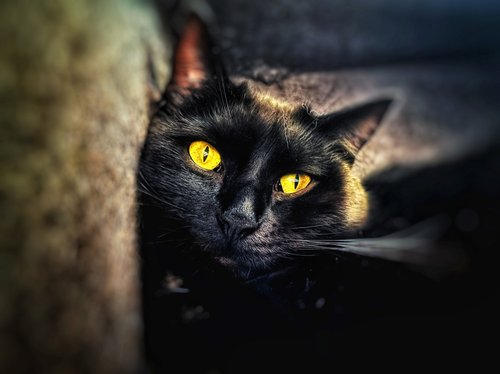 Black cat with yellow eyes peeking from behind a textured surface